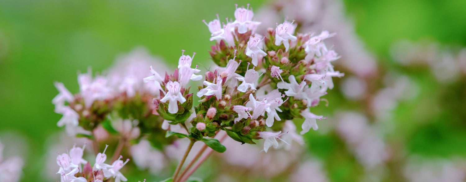 Antibacterial and antioxydant activities of origanum compactum essential oil